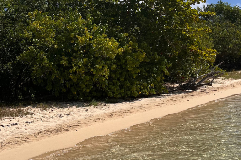 Explore the mangrove and Pointe Sable in Guadeloupe