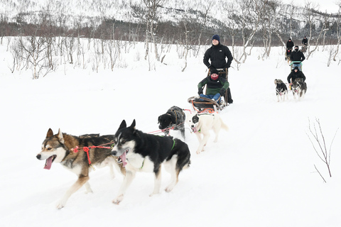 Bodø-Saltdal: Dog Sledding Adventure