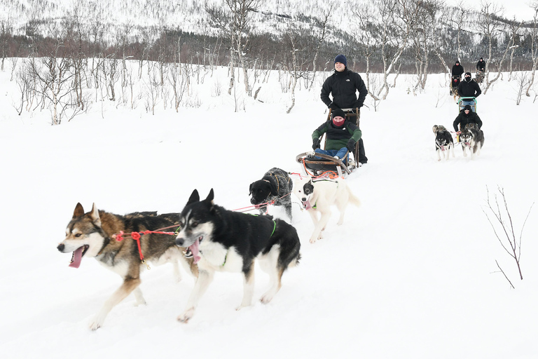 Bodø-Saltdal: Dog Sledding Adventure