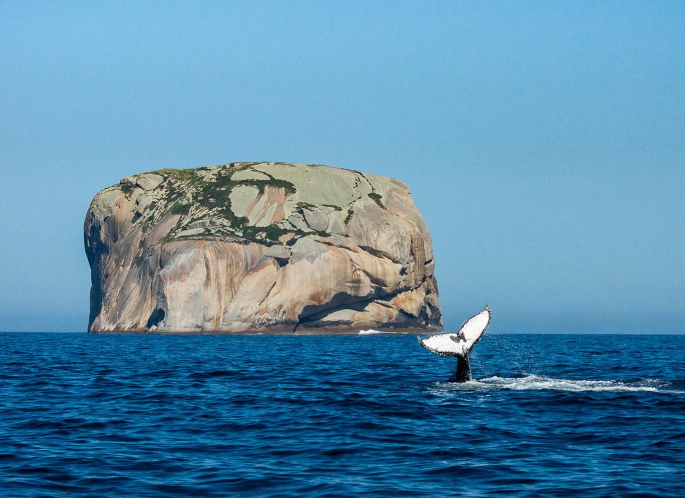 Melbourne: Sejltur i naturen ved Wilsons Promontory