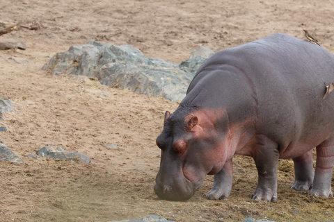 Full-Day Tarangire Safari Adventure