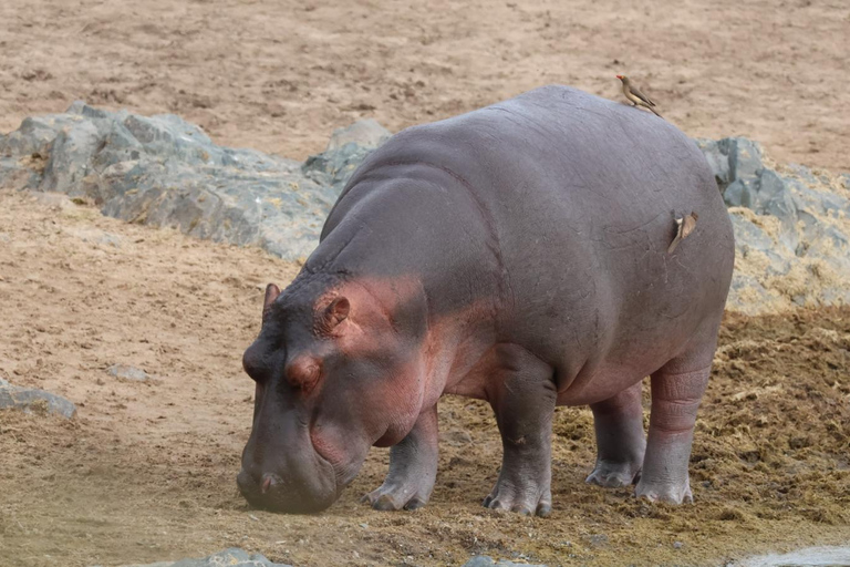 Full-Day Tarangire Safari Adventure