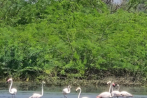 Aldea Bishnoi: recorrido de safari