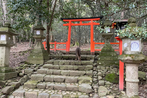 Nara: Halvdag med lokal guide – Big Buddha, hjort, helgedom, skogNara: Halvdag lokal guide- Stora Buddha, hjort, helgedom, skog
