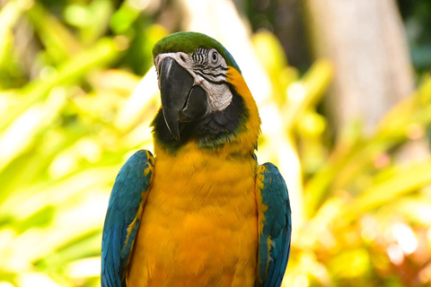 Puerto Plata: City Tour + Ocean World Adventure Park