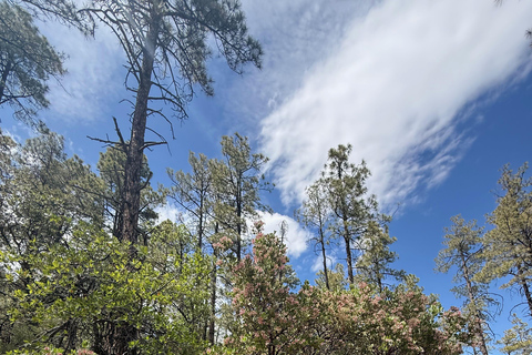 Arizona: Tonto National Forest Guided Half-Day Hike