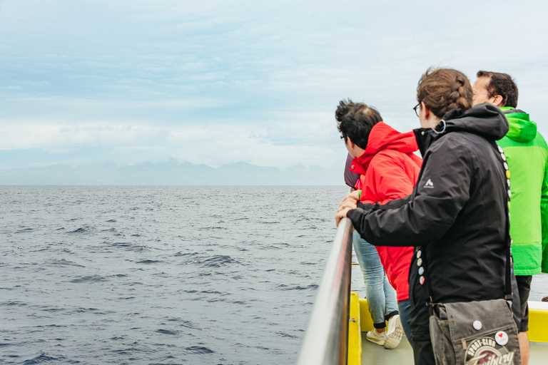 São Miguel Açores: excursion d'une demi-journée pour observer les baleines