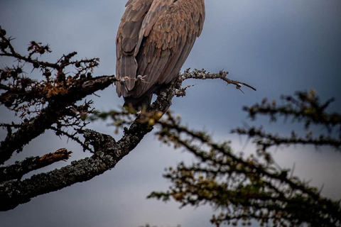 Kisumu: Kakamega Forest guided day tour