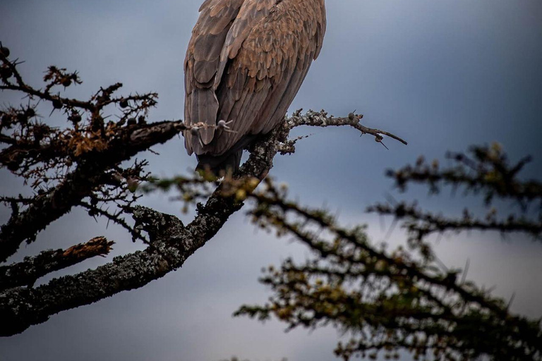 Kisumu: Kakamega Forest guided day tour