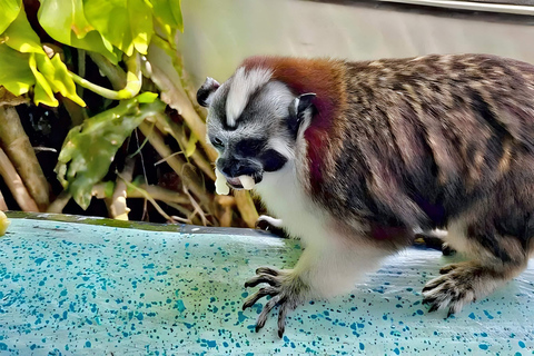 Feed Wild Monkeys on Panama Canal at Monkey Island Adventure No Hotel Pickup