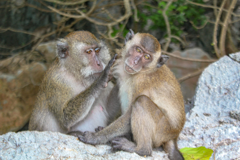 Phi Phi &amp; Bambuöarna: Premium dagsutflykt m/ lunch med havsutsiktPhuket: Phi Phi Islands Premium-dagstur med lunch vid havet