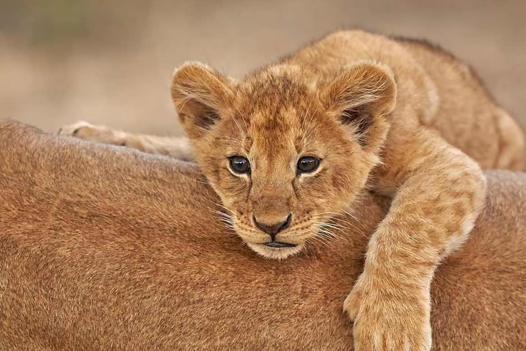 Safari breve di 2 giorni dopo la scalata del Kilimangiaro