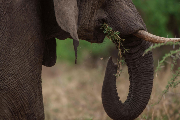 Arusha: Lake Manyara National Park Day Trip with Pickup