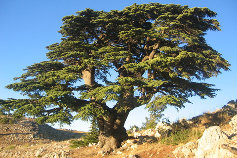 Beirut: Full-Day Guided Tour with Jeita Grotto &amp; Harissa