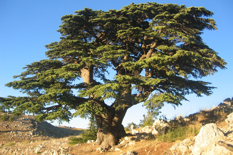 Beirut: Full-Day Guided Tour with Jeita Grotto &amp; Harissa