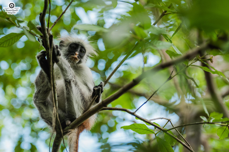 Secret Beach, Kuza Cave and Jozani forest with transfer