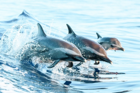 Oahu: viaje ecológico de esnórquel con delfines a Oahu oesteTour de esnórquel con punto de encuentro