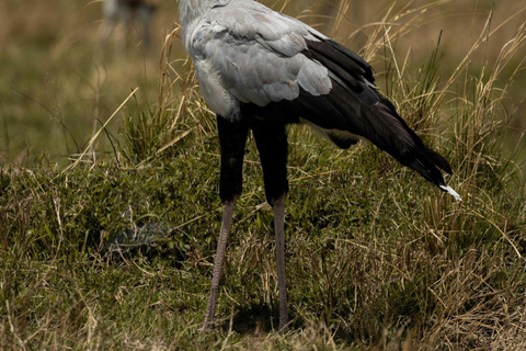 Nairobi: Lake Nakuru National Park and Lake Naivasha Tour