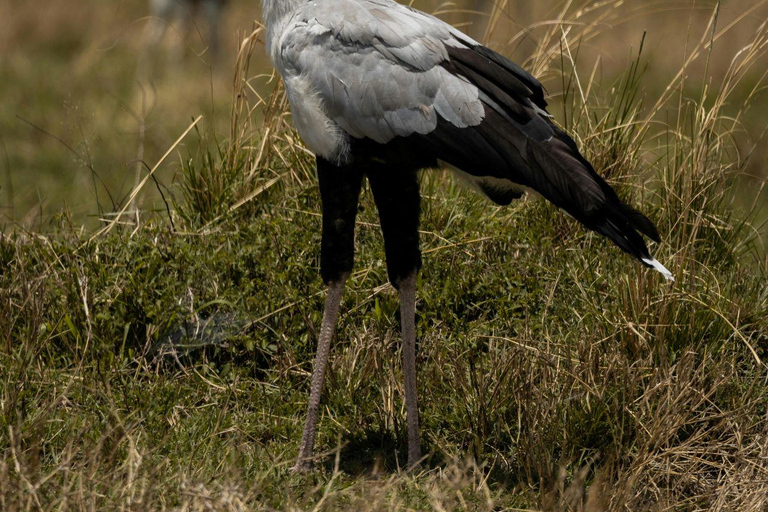 Nairobi: Lake Nakuru National Park and Lake Naivasha Tour