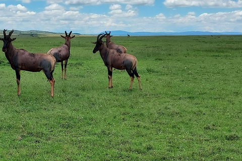 From Nairobi: Private 3-Day Masai Mara Big Five Game Drive