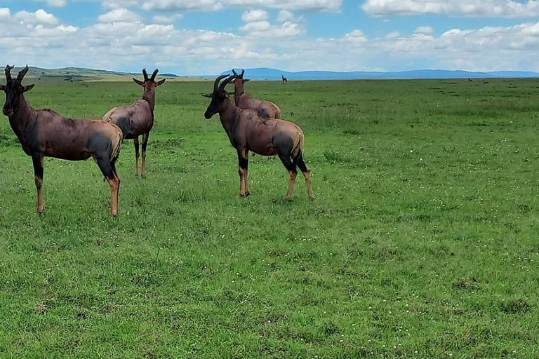 From Nairobi: Private 3-Day Masai Mara Big Five Game Drive