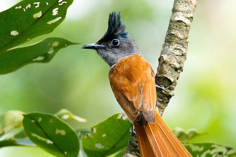 Séjour d&#039;une nuit à la tour et excursion dans le parc national de Chitwan