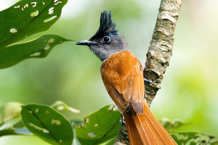 Séjour d&#039;une nuit à la tour et excursion dans le parc national de Chitwan