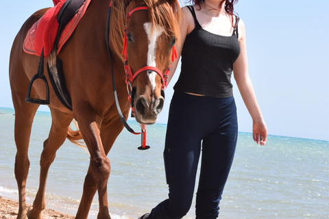 Hurghada: Swimming & Horse riding with FREE Photos & Videos 2-Hour Horse Swimming & Photos with Transfer