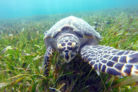 Cancun: Jungle Speedboat &amp; Snorkeling Adventure