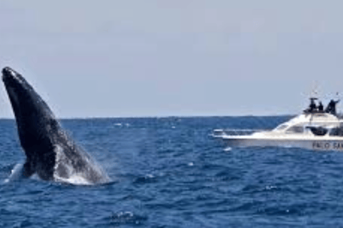 From Punta Cana: Samaná Bay Whale Watching & Waterfall Tour