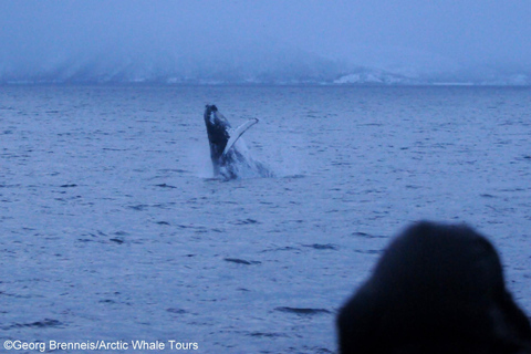 Tromsø: Responsible Whale Watching Cruise Aboard MS Alba