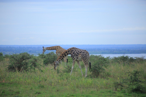 Uganda: 7-Day Wildlife & Primate Safari Adventure