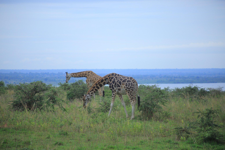 Uganda: 7-Day Wildlife & Primate Safari Adventure