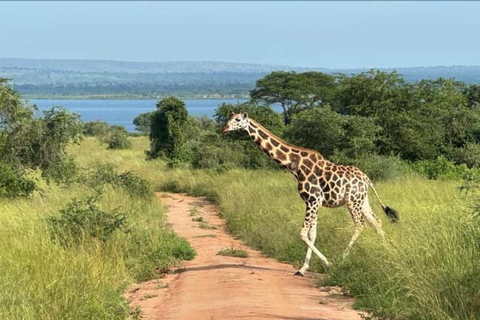 Uganda: Safari de 2 dias no Parque Nacional das Cataratas de Murchison e Big 5