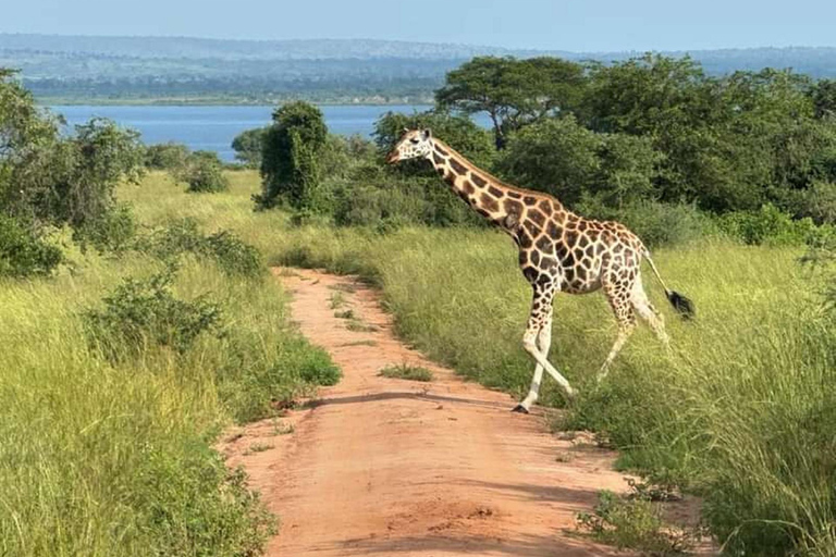 Uganda: Safari de 2 dias no Parque Nacional das Cataratas de Murchison e Big 5