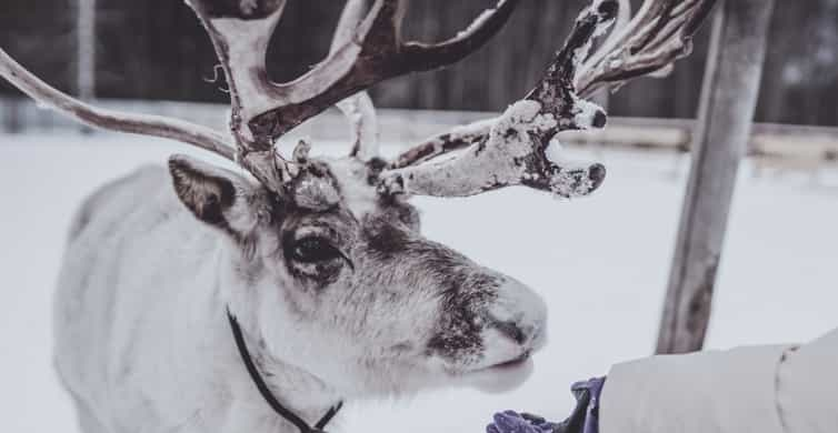 Rovaniemi Reindeer Farm Visit Short Sled Ride Getyourguide