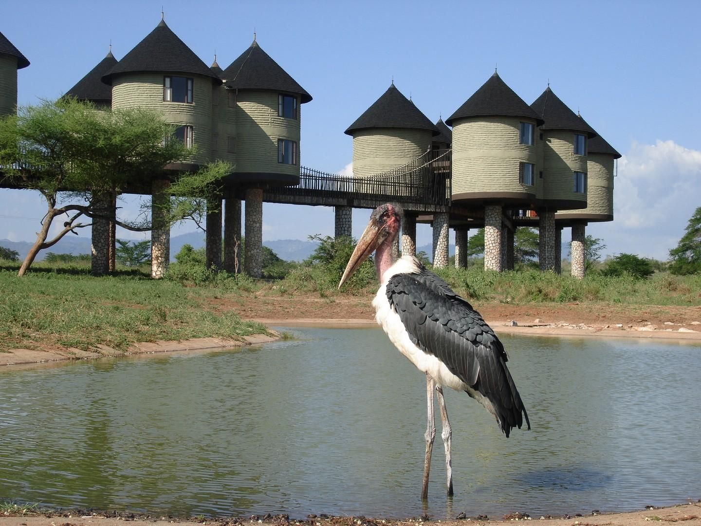 3 Tage 2 Nächte Saltlick-Safari ab Diani/Mombasa