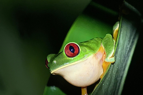 Puerto Jimenez: Jungle Night Walk near Corcovado NP