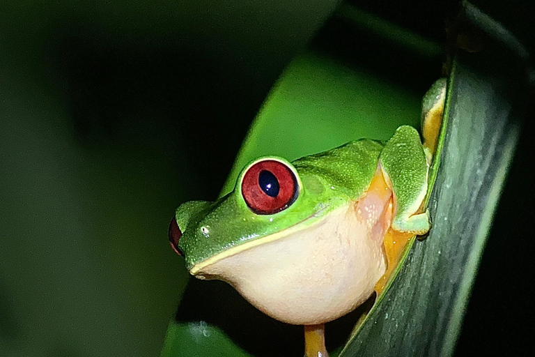 Puerto Jimenez: Jungle Night Walk near Corcovado NP