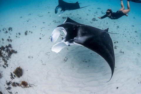 Rasdhoo: Manta Ray Cleaning Station Adventure with Photos