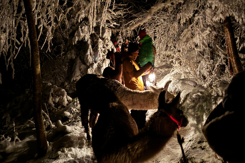 Guided llamawalk with a traditional, homemade cheesefondue