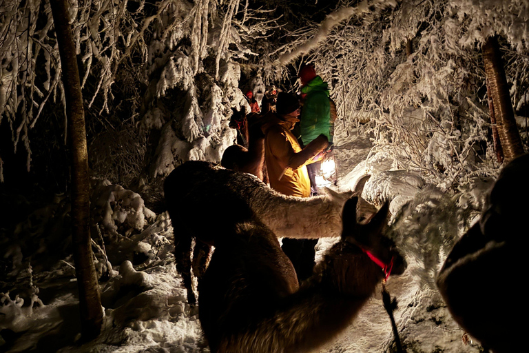 Guided llamawalk with a traditional, homemade cheesefondue
