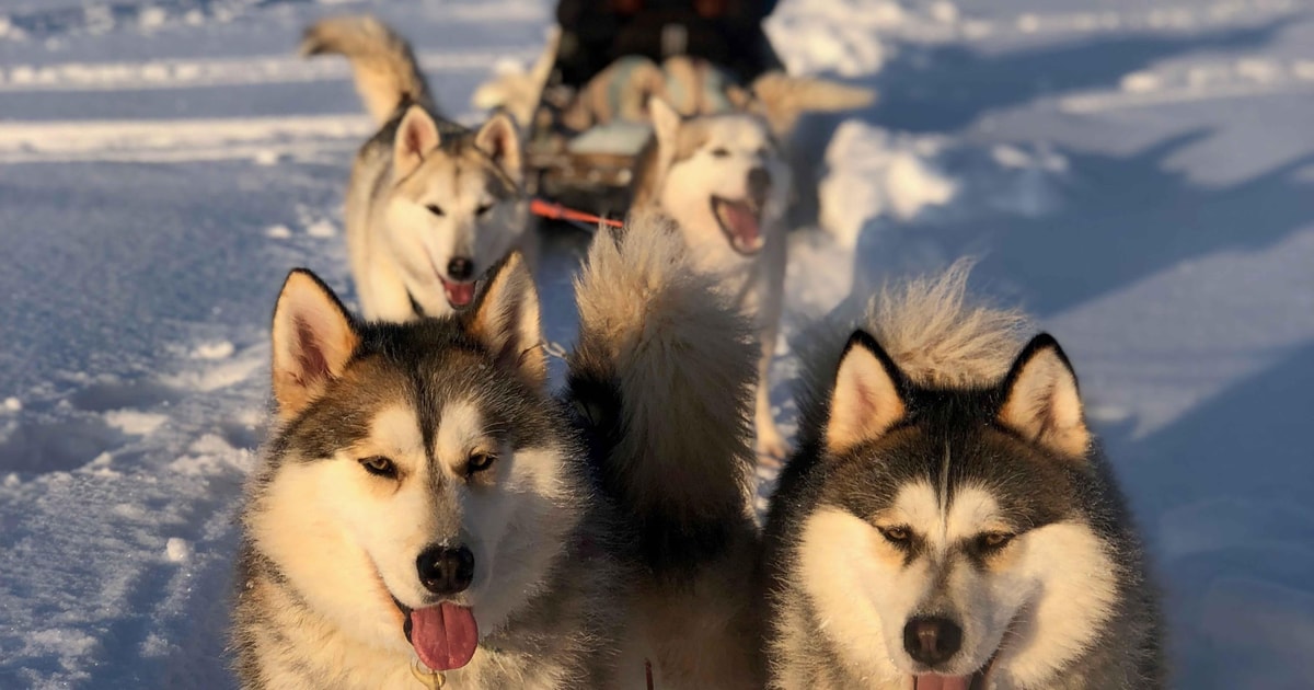 Rovaniemi: Husky Experience and Sled Ride with Pro Photos | GetYourGuide