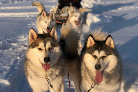 Rovaniemi: Husky Experience and Sled Ride with Pro Photos