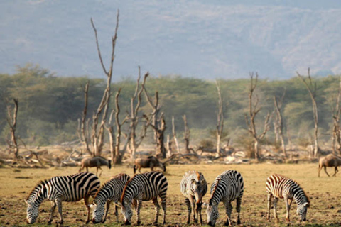 Arusha: Lake Manyara National Park Full-Day Tour