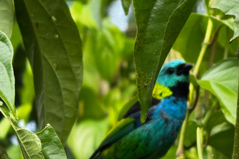 Birdwatching Tour At Poço Preto Trail