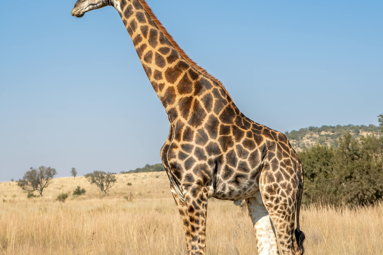 Kenya: 7-Day Masai Mara, Lake Nakuru, and Samburu Safari