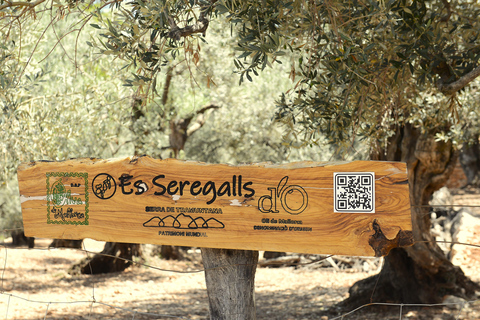Serra de Tramuntana, Fornalutx: The olive tree: culture, cultivation, tasting.