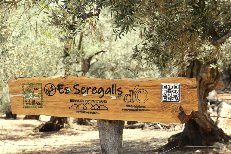 Serra de Tramuntana, Fornalutx: The olive tree: culture, cultivation, tasting.
