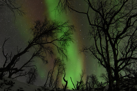 Abisko: Aurora chasing with snowmobilesAurora chasing - Sled